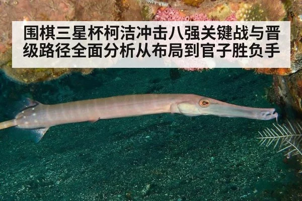 围棋三星杯柯洁冲击八强关键战与晋级路径全面分析从布局到官子胜负手
