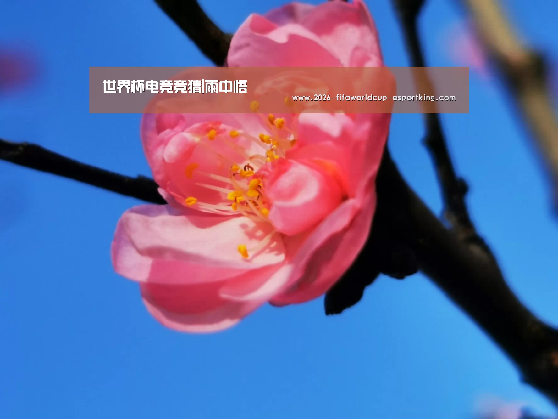 世界杯高清直播